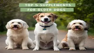 The Best Supplements for Older Dogs: Keeping Your Senior Pup Healthy 🐕💖