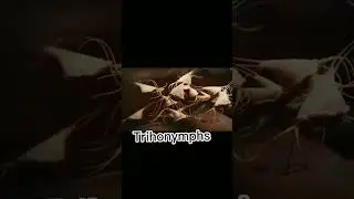trihonymphs|Human parasite||trichonympha and termites