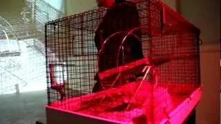 INFRA_RAT_EGIED_SIMONS_2012.MOV