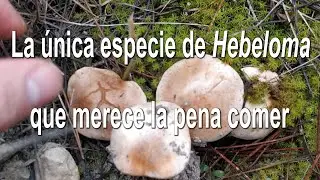 Hebeloma edurum. Seta del pino. Identificaci&oacute;n y comestibilidad.
