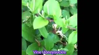 Fragrant Grove Honeysuckle (Lonicera acuminata ) ; Vines, Climbers and Creepers Series.