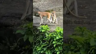 紅猴Patas Monkey/Taipei Zoo 
