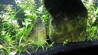 New Hardscape for 10-Gallon, Cherry Shrimp Colony 12-16-22