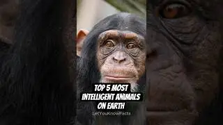 Top 5 most intelligent animals on earth #animals #evolution #smart #science #sciencefacts #biology