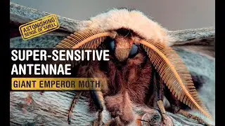 Super Bug : Giant Emperor Moth