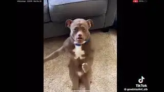 Uncle Joe's dog on New Year's!