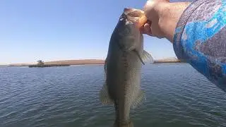 Post Spawn Bass Fishing Tips n Tricks #2