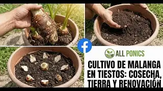 Cosecha de MALANGA en Tiestos: C&oacute;mo reacondicionar la tierra con Composta para resembrar.