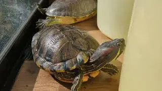 日向ぼっこをするカメさん（27歳）