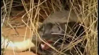 Honey Badger ~ The Most Fearless Animal on Earth ~ ORIGINAL