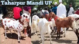 30 4 taharpur Bakra Mandi UP India qurbani ke bakre 2024 | qurbani ke janwar 2024 qurbani ka bakra