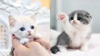 💗Aww - Funny and Cute Animals Compilation 2019💗 #36 - CuteVN