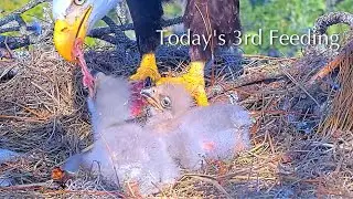 #94🦅NE32🐥8° & NE33🐥6°／NEFL 2025-2026／Gabby💗Beau／by American Eagle Foundation