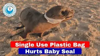 Single Use Plastic Bag Hurts Baby Seal