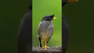 Martin bird | Beautiful birds video#ytshorts#birdss#nature
