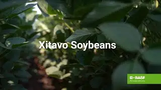 Are Xitavo Soybean Seeds Right for Your Farm?