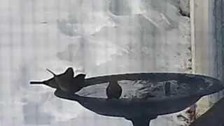 live at the feeder