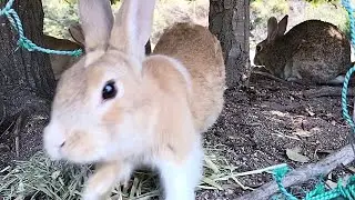 Rabbit rushing at me at breakneck speed