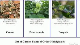 Garden Plants of Order Malpighiales