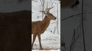 Whitetail Buck Came In After The Snow Storm! #nature #wildlife #bucks