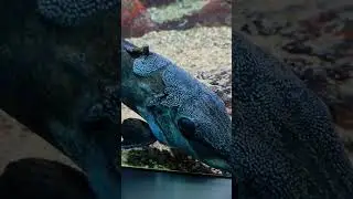 Creepy Fishes of Antwerp Zoo, Belgium. Please subscribe my channel to see more, thanks😃 #zooantwerp