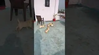 Cute puppy playing with a ball #dog #puppy #labrador #doglover #cuteanimals #youtubeshorts #shorts