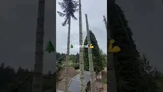 Tree Rigging. One man running two lines, no problem! 🪵👏 #wood