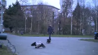 Dogs chasing bird