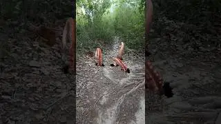 Part 600 Wolf in village #wolfsounds #relaxinwolf #wolfsong #wildlife #wolf #forest #nature #shorts