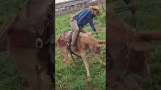 ✅ Cabra retado mesmo