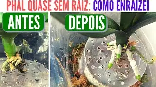 COMO ENRAIZAR ORQUÍDEA PHALAENOPSIS SEM RAIZ (é simples e funciona de verdadeee) !!!!