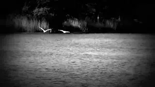 Minnenas f&aring;gelstr&auml;ck (The Memories Flight of Bird). St. Jacob's Chamber Choir (Szwecja)