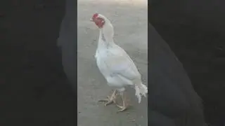 White Murgha 😱😱 Assly Murgha #viral  #youtubeshorts #shortsfeed #reels #murgha