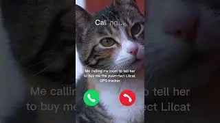 Cat calling his mom #lilcat