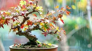 Water & Bonsai: The ULTIMATE Small Space Zen Garden Design Guide