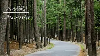 Ushu forest | Ushu forest kalam | National Park Kalam |  Sherin Zada | Swat Valley - Friends Travel