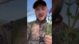 #шалфей лекарственная трава