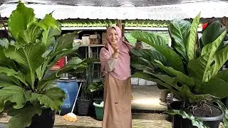 Harga Tanaman Hias Sungguh Murah-Murah Saat Ini (Part 1)
