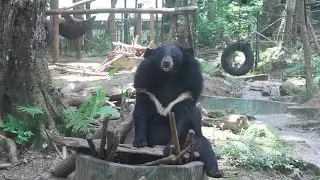 Visiting an Asian Bear Rescue Center