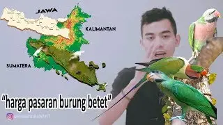 harga burung betet JAWA, betet SUMATERA, betet ENGGANO #kisaranharga