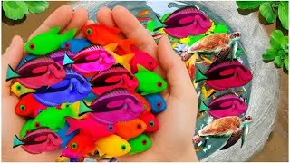 Colourful Fancy fish catch in freshwater, Koi, Turtle, Kissing fish, Gorami | SOJAG AquaBloom 2025