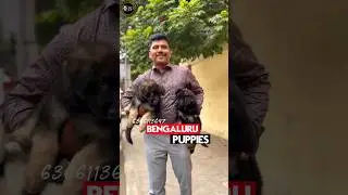 Budget Friendly Dog Breeds |ನಾಯಿಮರಿಗಳು ಕಡಿಮೆ ಬೆಲೆಗೆ | 6366113647 Puppy in Bengaluru Puppies 🏅🔥
