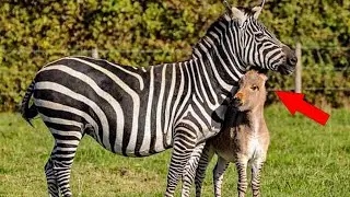 Zebra Gave Birth To A Donkey! Here Is How This Amazing Zebroid Looks!