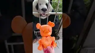 Panda Jin Hu- does not have sweetheart ' s qing ren jie not necessarily verypitifully ,  liveoneself
