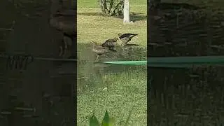 Birds Bothing in open water #birdlovers #birdsound #birdbehaviour #bothing #wildlife #TOUR #nature