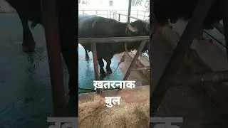 Bull Semen Collection ll@#skvlogs8589