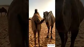 Camel mating and breeding scene 22