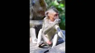 Adorable baby monkey playing