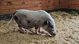 Meet the Pigs: From Couch Potatoes to Barn Royalty