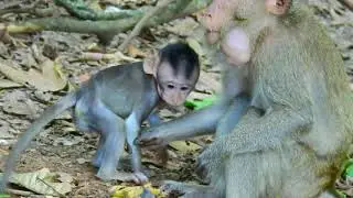 @collectionkoko3087 See the baby monkey try request mom go to play but not success